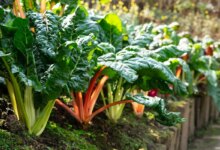 How to Grow Swiss Chard: A Step-by-Step Planting and Care Guide