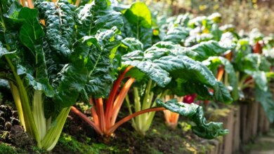How to Grow Swiss Chard: A Step-by-Step Planting and Care Guide