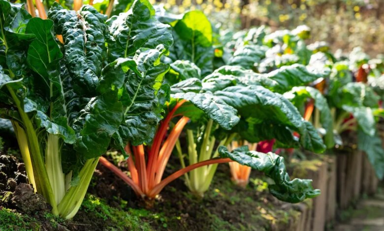 How to Grow Swiss Chard: A Step-by-Step Planting and Care Guide