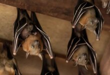 How to Get Rid of Bats in Your House Safely and Effectively