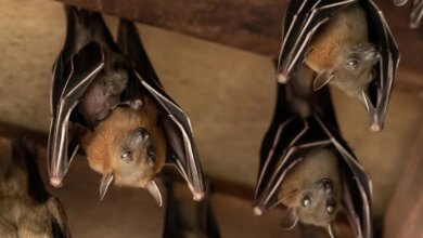 How to Get Rid of Bats in Your House Safely and Effectively