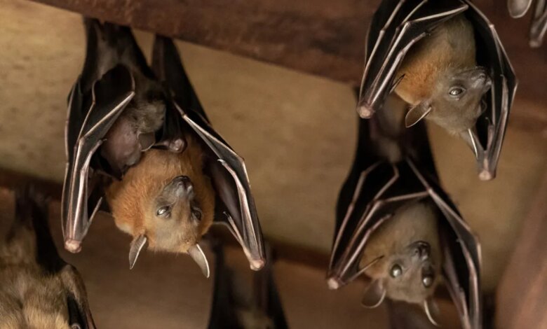 How to Get Rid of Bats in Your House Safely and Effectively