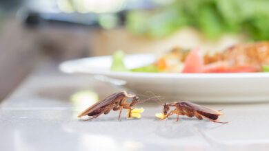 What to Do If You Find Roaches in Your New Apartment