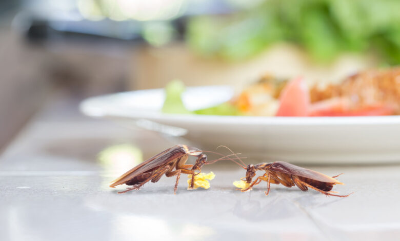 What to Do If You Find Roaches in Your New Apartment